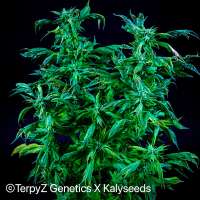 TerpyZ X KalySeeds Trinidad Gold SWAG - foto de TerpyZ