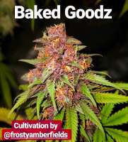 The Bakery Genetics BakedGoodz - foto de Thebakerygenetics