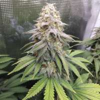 The Bakery Genetics BellaDonna - foto de MarxistMeds