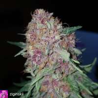 The Bakery Genetics Chloe Simone - foto de Thebakerygenetics