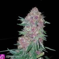 The Bakery Genetics Chloe Simone - foto de Thebakerygenetics