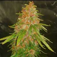 The Bakery Genetics Neytiri - foto de Thebakerygenetics