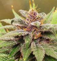 The Bakery Genetics Pink Purpz - foto de Thebakerygenetics