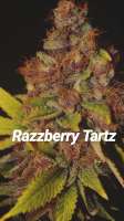 The Bakery Genetics Razzberry Tartz - foto de Thebakerygenetics