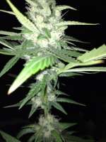 The Bulldog Seeds Sour Diesel - foto de LemiAten