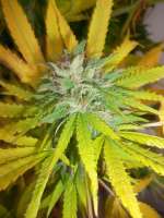 Imagen de Ramses (Alien OG)