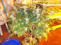 Imagen de greyfox (Corleone Kush)