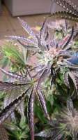 Imagen de alexmaster [Girl Scout Cookies]