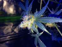 Imagen de damoholic (Girl Scout Cookies)