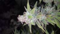 Imagen de alexQC [Grape Kush]