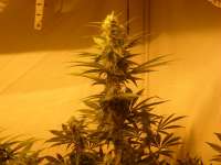 Imagen de jd09uk (Original Sour Diesel)