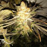 Imagen de firetrich (Purple Diesel)