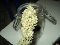 The Devil's Harvest Seed Company Rollex OG Kush - foto de loveweed27