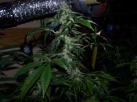 Imagen de admin (Strawberry Sour Diesel)