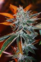 Imagen de Jubei (Strawberry Sour Diesel)