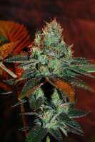 Imagen de Jubei [Strawberry Sour Diesel]