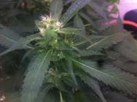 Imagen de aleix (Strawberry Sour Diesel)