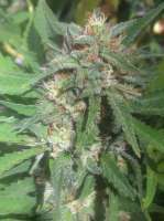 Imagen de aleix (Strawberry Sour Diesel)