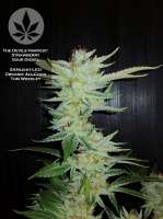 The Devil's Harvest Seed Company Strawberry Sour Diesel - foto de pineappleltd