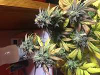 Imagen de Quetelojuma [Strawberry Sour Diesel]