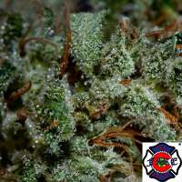 Imagen de triceratopsgardens (303 Headband)