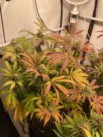 The Grateful Seeds Orange Groovye - foto de TGrow