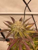 The Grateful Seeds Orangina - foto de TGrow