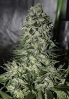 The Plug Seedbank El Chapo - foto de FlashGordon