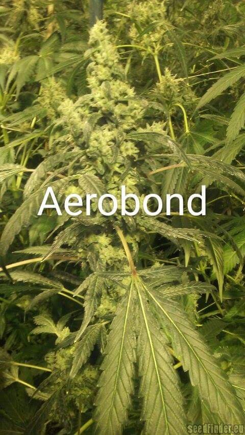 Third Eye Genetics Aero Bond