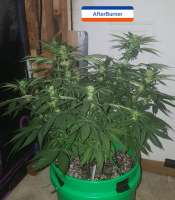 Third Eye Genetics Afterburner - foto de triceratopsgardens