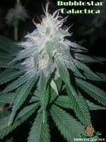 Third Eye Genetics Bubblestar Galactica - foto de ThirdEyeGenetics