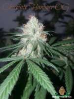 Imagen de ThirdEyeGenetics (Chocolate Hammer OG)