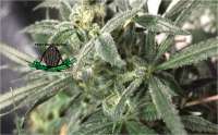 Third Eye Genetics Fruit Stripe Gum - foto de triceratopsgardens