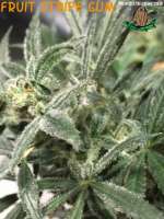 Third Eye Genetics Fruit Stripe Gum - foto de ThirdEyeGenetics