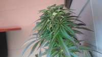 Third Eye Genetics Goat Piss - foto de triceratopsgardens