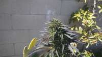 Third Eye Genetics Goat Piss - foto de triceratopsgardens