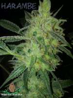 Third Eye Genetics Harambe - foto de ThirdEyeGenetics