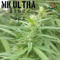 Third Eye Genetics MK Ultra Black Ops - foto de ThirdEyeGenetics