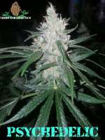 Third Eye Genetics Psychedelic - foto de ThirdEyeGenetics