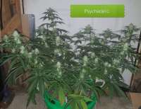 Third Eye Genetics Psychedelic - foto de triceratopsgardens