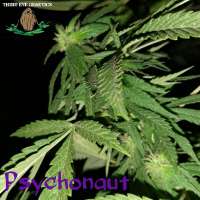 Third Eye Genetics Psychonaut - foto de ThirdEyeGenetics