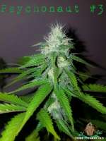 Third Eye Genetics Psychonaut #3 - foto de ThirdEyeGenetics