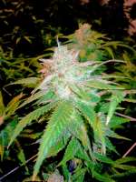 Third Eye Genetics Psychonaut #3 - foto de triceratopsgardens