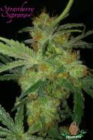 Third Eye Genetics Strawberry Supreme - foto de ThirdEyeGenetics