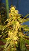 Third Eye Genetics Voodoo Rodeo - foto de triceratopsgardens