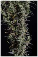 Tom Hill Haze - foto de admin