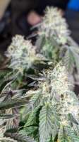 Tombstone Trichomes Ketosis #4 S1 - foto de Tombstone