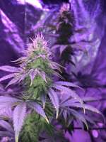 Top Dawg Seeds Guava D - foto de superbuds