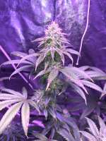 Top Dawg Seeds Guava D - foto de superbuds