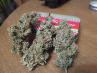 Top Dawg Seeds Sour Super Skunk - foto de Samiam